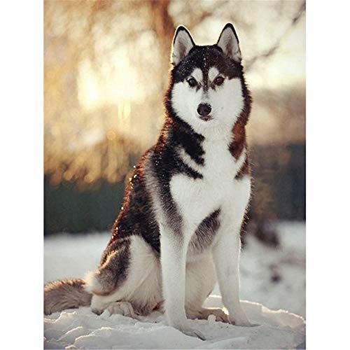 Puzzle 1000 Teile für Erwachsene, klassisches Puzzle, Hund sitzt auf Schnee, Puzzle für Erwachsene und Kinder, 26 x 38 cm Puzzle 1000 Teile für Erwachsene, klassisches Puzzle, Hund sitzt auf Schnee, Puzzle für Erwachsene und Kinder, 26 x 38 cm von LNTYW