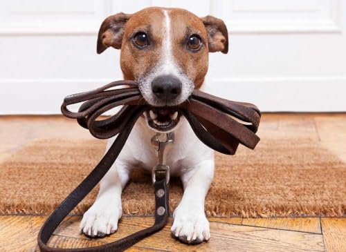 Puzzle 2000 Teile, handgefertigt, Basspapier-Puzzle, besonderes Geschenk, Heimdekoration, in Einer Geschenkbox, Hunde, Jack Russell Terrier, Tiere, 70 x 100 cm von LNTYW
