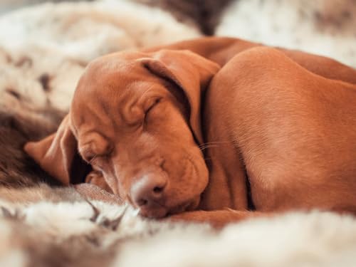 Puzzle mit 1000 Teilen, Puzzle für Erwachsene und Jugendliche, Puzzle – Ungarisch, Vizslas, Ennio, Hund, 38 x 52 cm von LNTYW