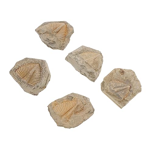 LOLIPPYY 5 Stück Teiliges Trilobiten fossilset Naturgetreue Arthropoden exemplare Lehrmaterial für Schüler Dekorationsobjekte Sammlerstücke Zufällige Formen LOLIPPYY 5 Stück Teiliges Trilobiten fossilset Naturgetreue Arthropoden exemplare Lehrmaterial für Schüler Dekorationsobjekte Sammlerstücke Zufällige Formen von LOLIPPYY