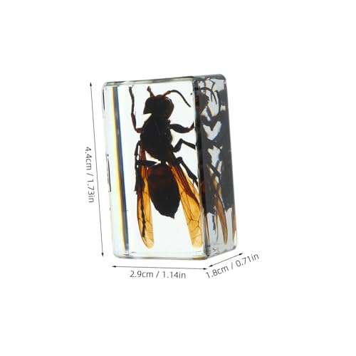 LOLIPPYY 6 Stück Teiliges Insektenpräparat aus Klarem Kunststoff Langlebige und Detailreiche Insektenproben für Naturwissenschaftlichen Unterricht Sammlungen Schreibtischdekoration LOLIPPYY 6 Stück Teiliges Insektenpräparat aus Klarem Kunststoff Langlebige und Detailreiche Insektenproben für Naturwissenschaftlichen Unterricht Sammlungen Schreibtischdekoration von LOLIPPYY