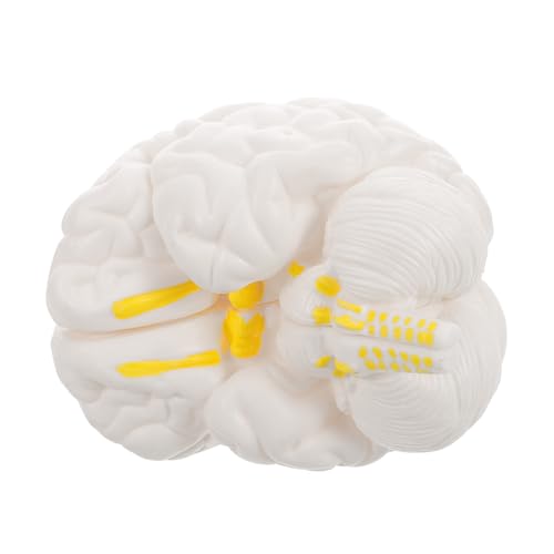 LOLIPPYY Human Brain Model Abnehmbar mit Gehirnstamm und Hemisphären Realistisches Anatomie Modell für Medizinische Lehre Wissenschaftsklassen Untersuchung und Persönliche Studien Weiß LOLIPPYY Human Brain Model Abnehmbar mit Gehirnstamm und Hemisphären Realistisches Anatomie Modell für Medizinische Lehre Wissenschaftsklassen Untersuchung und Persönliche Studien Weiß von LOLIPPYY