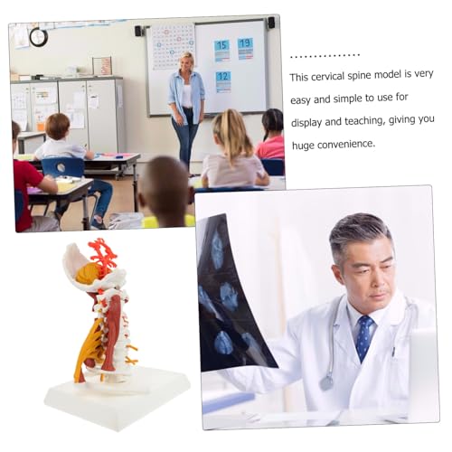 LOLIPPYY Human Cervical Vertebra Modell aus PVC Anatomisches Medizinisches Wirbelsäulenmodell für Lehrzwecke Detailliertes Flexibles Display für Orthopäden Chiropraktiker und Ausbildung von LOLIPPYY