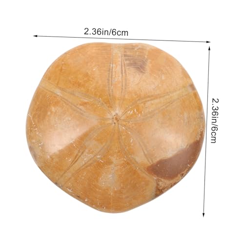 LOLIPPYY Natürlicher Meerestern Exemplar Sammlerstück für Dekoration Bildung Archäologie Geeignet von LOLIPPYY
