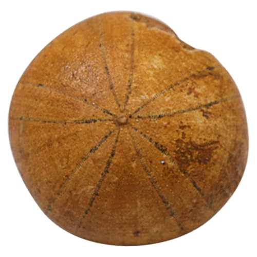 LOLIPPYY Simulation Seeigel Versteinerung Modell Dekoration Paläontologie Lernspielzeug für Unterricht Naturgetreues Wissenschaftsornament für Kreative Bildung und Sammler LOLIPPYY Simulation Seeigel Versteinerung Modell Dekoration Paläontologie Lernspielzeug für Unterricht Naturgetreues Wissenschaftsornament für Kreative Bildung und Sammler von LOLIPPYY