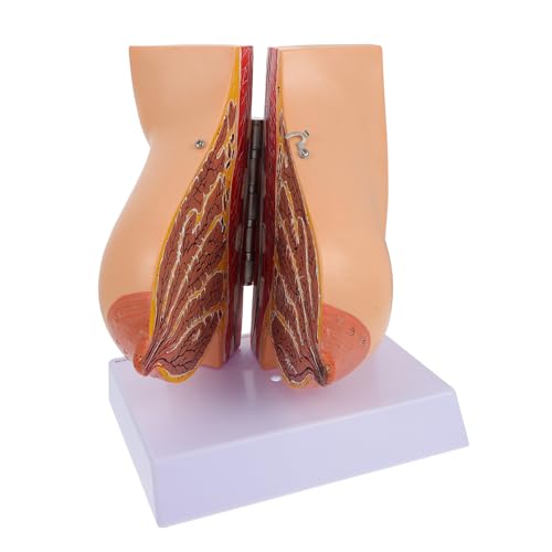 LOLIPPYY Weibliches Brustmodell Medizinisch Realistisch Anatomisches Bruststrukturmodell Flexibel für Unterricht Pflege Studium Medizin LOLIPPYY Weibliches Brustmodell Medizinisch Realistisch Anatomisches Bruststrukturmodell Flexibel für Unterricht Pflege Studium Medizin von LOLIPPYY