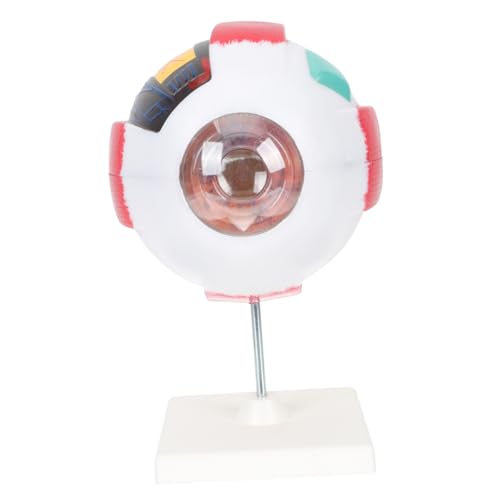 LOORGVEL Anatomie Augenmodell Vergrößerung Abnehmbar PVC Medizinisches Augapfelmodell Lehrhilfe für Unterricht und Anschauliche Erklärung der Menschlichen Augenstruktur von LOORGVEL