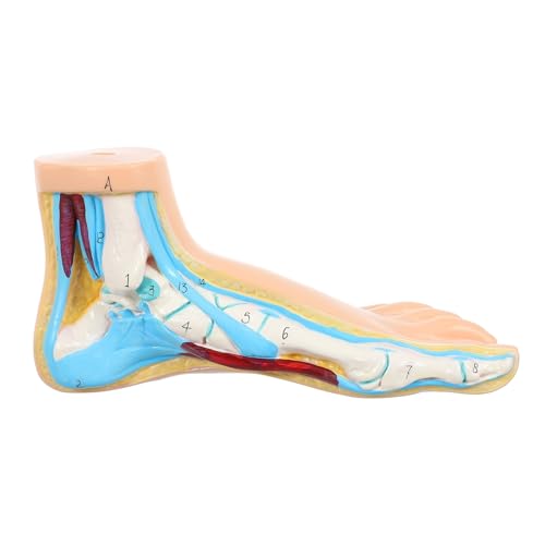 LOORGVEL Anatomisches Fußmodell Normaler Fuß Lehrmodell Lebensgroß Realistische Darstellung Für Medizinische Ausbildung Und Gesundheitsfachschulen von LOORGVEL