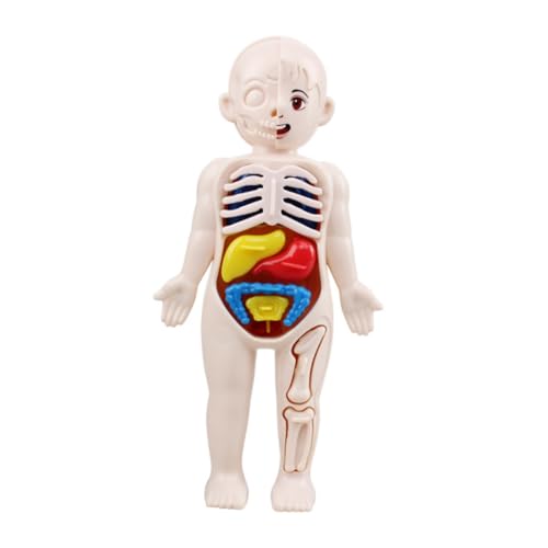 LOORGVEL Anatomisches Human Torso Modell Teiliges Lernspielzeug für Frühpädagogisches DIY Puzzle für Menschliche Körperorgane Kognitives Lehrmittel für Vorschule und Zuhause LOORGVEL Anatomisches Human Torso Modell Teiliges Lernspielzeug für Frühpädagogisches DIY Puzzle für Menschliche Körperorgane Kognitives Lehrmittel für Vorschule und Zuhause von LOORGVEL