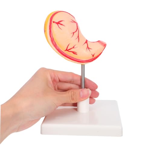 LOORGVEL Anatomisches Modell Menschlicher Magen Lehrmodell für Medizinische Ausbildung Stabiles Material Leicht Montierbar Realistische Darstellung Für und von LOORGVEL