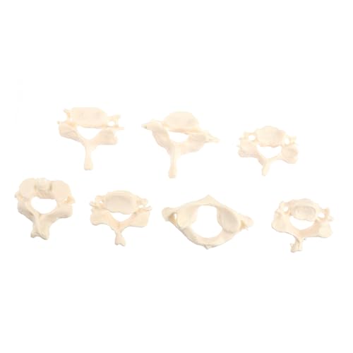 LOORGVEL Cervical Spine Model aus Bruchsicherem PVC Anatomisches Halswirbelsäulenmodell für Medizinstudenten Flexibles Praktisches Unterrichts Studienhilfsmittel LOORGVEL Cervical Spine Model aus Bruchsicherem PVC Anatomisches Halswirbelsäulenmodell für Medizinstudenten Flexibles Praktisches Unterrichts Studienhilfsmittel von LOORGVEL