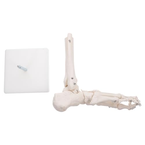 LOORGVEL Lebensgroßes Menschliches Fußgelenk Skelettmodell aus Langlebigem PVC Kunststoff Anatomisches Modell ohne Bänder für Medizinische Ausbildung und Lehrzwecke von LOORGVEL