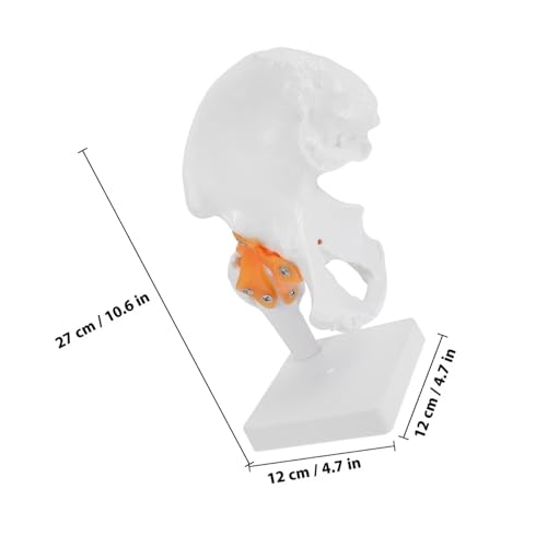 LOORGVEL Lebensgroßes PVC Hüftgelenk Modell Anatomisches Menschliches Gelenkskelett Funktionales Medizinisches Trainingsmodell für Unterricht und Wissenschaftliche Ausbildung von LOORGVEL