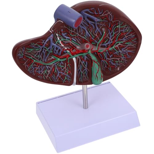 LOORGVEL Realistisches Leber Anatomiemodell mit Sockel Plastisches Medizinisches Lehrmodell Menschliche Leber Darstellung für Schule und Ausbildung Langlebig und Anschaulich für LOORGVEL Realistisches Leber Anatomiemodell mit Sockel Plastisches Medizinisches Lehrmodell Menschliche Leber Darstellung für Schule und Ausbildung Langlebig und Anschaulich für von LOORGVEL
