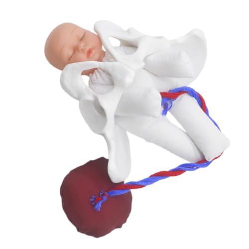 LOPUNER 1 Satz Pelvis Modell für Geburtssimulation Anatomisches Beckenmodell mit Fötus Nabelschnur Plazenta für Prägnante Pränatalbildung und Unterrichtshilfen von LOPUNER