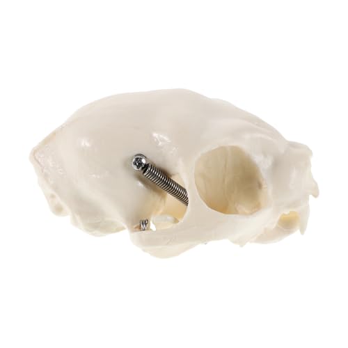LOPUNER Anatomisches Katzen Skelettmodell mit Realistischem Schädel für Unterricht für Demos Halloween Dekoration Sammlerstücke LOPUNER Anatomisches Katzen Skelettmodell mit Realistischem Schädel für Unterricht für Demos Halloween Dekoration Sammlerstücke von LOPUNER