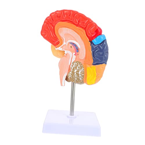 LOPUNER Gehirnlehrmodell Display-modell Des Gehirns Lehrmodell Des Menschlichen Gehirns Lebensechtes Modell Der Gehirnanatomie Gehirnmodell Für Den Unterricht Pvc LOPUNER Gehirnlehrmodell Display-modell Des Gehirns Lehrmodell Des Menschlichen Gehirns Lebensechtes Modell Der Gehirnanatomie Gehirnmodell Für Den Unterricht Pvc von LOPUNER