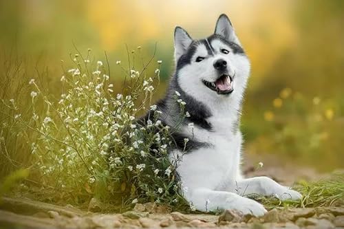 1000 Stück Feldhund-Papierpuzzle, Lernspielzeug für Erwachsene, 26 x 38 cm 1000 Stück Feldhund-Papierpuzzle, Lernspielzeug für Erwachsene, 26 x 38 cm von LQKADBCXT