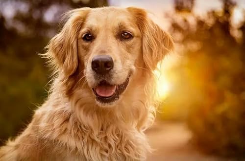 1000 Teile Feldhund-Papierpuzzle, Lernspielzeug für Erwachsene, 50 x 70 cm von LQKADBCXT