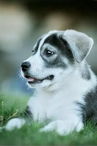 1000 Teile Husky-Welpen-Papier-Puzzle Lernspielzeug für Erwachsene 38 x 52 cm 1000 Teile Husky-Welpen-Papier-Puzzle Lernspielzeug für Erwachsene 38 x 52 cm von LQKADBCXT