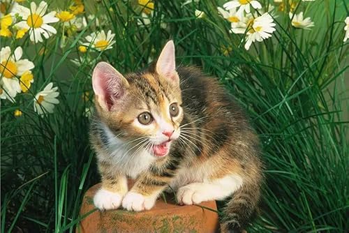 1000 Teile Siamkatze Papierpuzzle Lernspielzeug für Erwachsene 50X70CM 1000 Teile Siamkatze Papierpuzzle Lernspielzeug für Erwachsene 50X70CM von LQKADBCXT
