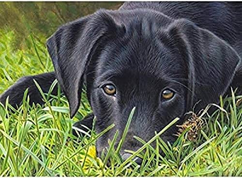 1000-teiliges Papierpuzzle, schwarzer Labrador, Wandkunst, Heimdekoration, 50 x 70 cm 1000-teiliges Papierpuzzle, schwarzer Labrador, Wandkunst, Heimdekoration, 50 x 70 cm von LQKADBCXT