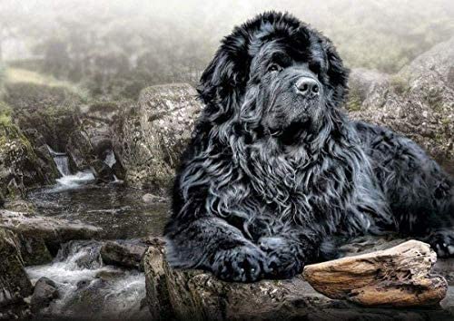 1000-teiliges Papierpuzzle, schwarzer Neufundländer, geeignet für Wandkunst, Heimdekoration, 50 x 70 cm 1000-teiliges Papierpuzzle, schwarzer Neufundländer, geeignet für Wandkunst, Heimdekoration, 50 x 70 cm von LQKADBCXT