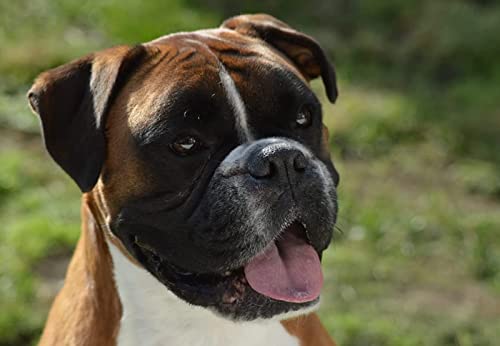 1000-teiliges Papierpuzzle, süßes Hunde-Boxer-Porträt, geeignet für Wandkunst, Heimdekoration, 50 x 70 cm 1000-teiliges Papierpuzzle, süßes Hunde-Boxer-Porträt, geeignet für Wandkunst, Heimdekoration, 50 x 70 cm von LQKADBCXT