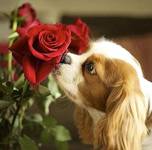 1000-teiliges Papierpuzzle Cavalier King Charles Spaniel Rose Tier Hund Haustier Dekorative Kunst Handwerk Dekoration Geschenk 38x26cm 1000-teiliges Papierpuzzle Cavalier King Charles Spaniel Rose Tier Hund Haustier Dekorative Kunst Handwerk Dekoration Geschenk 38x26cm von LQKADBCXT