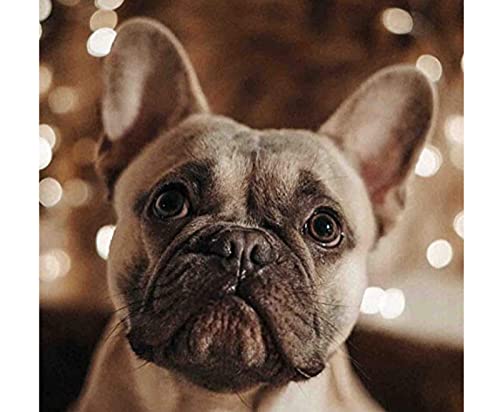 1000-teiliges Papierpuzzle Französische Bulldogge, Kunsthandwerk, geeignet als Wanddekoration zu Hause, 50 x 70 cm 1000-teiliges Papierpuzzle Französische Bulldogge, Kunsthandwerk, geeignet als Wanddekoration zu Hause, 50 x 70 cm von LQKADBCXT