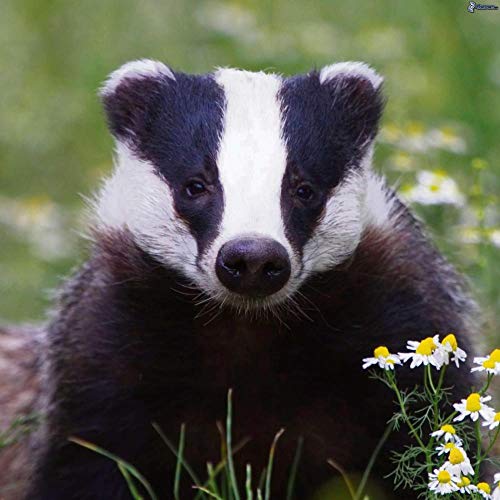 1000-teiliges Papierpuzzle Graudachs Block Tier Schwarz und Weiß 50x70cm von LQKADBCXT