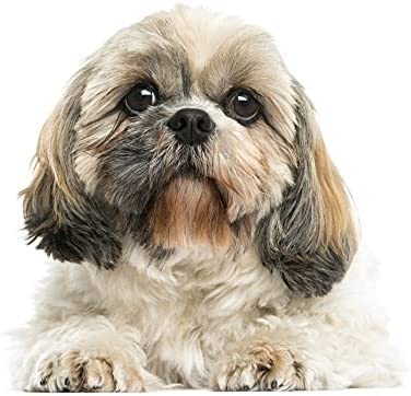 1000-teiliges Papierpuzzle Xishi Tier-Wandkunst, Heimdekoration, Dekoration, Geschenk, 50 x 70 cm 1000-teiliges Papierpuzzle Xishi Tier-Wandkunst, Heimdekoration, Dekoration, Geschenk, 50 x 70 cm von LQKADBCXT