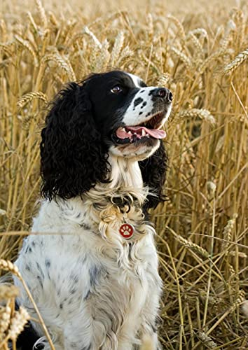 1000-teiliges Papierpuzzle für Kinder, Springer Spaniel-Bastelarbeiten, kann als Wanddekoration zu Hause, Geburtstagsgeschenk, dekoratives Geschenk verwendet Werden, 38 x 26 cm von LQKADBCXT