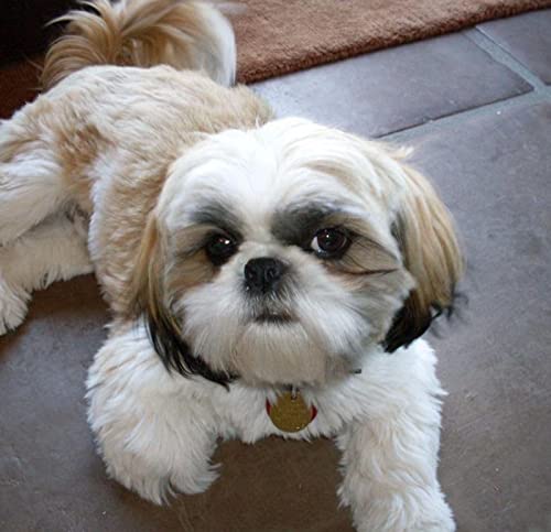 1000-teiliges Papierpuzzle für Shih Tzu, geeignet für Wandkunst, Heimdekoration, 50 x 70 cm 1000-teiliges Papierpuzzle für Shih Tzu, geeignet für Wandkunst, Heimdekoration, 50 x 70 cm von LQKADBCXT