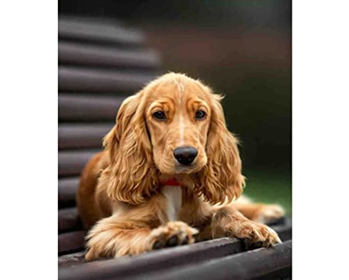 1000-teiliges Papierpuzzle mit Cocker Spaniel, Wandkunst, Heimdekoration, Geschenk, 50 x 70 cm 1000-teiliges Papierpuzzle mit Cocker Spaniel, Wandkunst, Heimdekoration, Geschenk, 50 x 70 cm von LQKADBCXT