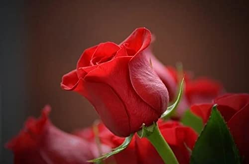 1000-teiliges Puzzle, Rote Rose, Bodenpuzzle für Kinder und Erwachsene, 38 x 52 cm 1000-teiliges Puzzle, Rote Rose, Bodenpuzzle für Kinder und Erwachsene, 38 x 52 cm von LQKADBCXT
