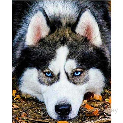 1000-teiliges Puzzle – Hund liegt auf dem Boden – Puzzle für Erwachsene und Kinder ab 12 Jahren. Unterhaltsames und anspruchsvolles Puzzle für Stunden. 38 x 52 cm 1000-teiliges Puzzle – Hund liegt auf dem Boden – Puzzle für Erwachsene und Kinder ab 12 Jahren. Unterhaltsames und anspruchsvolles Puzzle für Stunden. 38 x 52 cm von LQKADBCXT