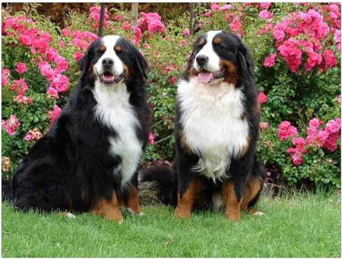 1000-teiliges Puzzle für Erwachsene, 2 Berner Sennenhunde, anspruchsvolle Spiele für die Familie, Heimdekoration, Geschenke, 26 x 38 cm 1000-teiliges Puzzle für Erwachsene, 2 Berner Sennenhunde, anspruchsvolle Spiele für die Familie, Heimdekoration, Geschenke, 26 x 38 cm von LQKADBCXT