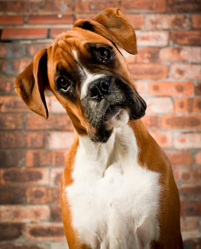 1000-teiliges Puzzle für Erwachsene, Boxerhund-Gemälde, perfekt für die Wanddekoration zu Hause, dekoratives Geschenk, 52 x 38 cm 1000-teiliges Puzzle für Erwachsene, Boxerhund-Gemälde, perfekt für die Wanddekoration zu Hause, dekoratives Geschenk, 52 x 38 cm von LQKADBCXT
