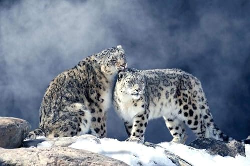 1000-teiliges Puzzle für Erwachsene, DIY, 2 Schneeleoparden auf dem Berg, Moderne Wanddekoration, Heimkunst, Festivalgeschenk, 38 x 52 cm 1000-teiliges Puzzle für Erwachsene, DIY, 2 Schneeleoparden auf dem Berg, Moderne Wanddekoration, Heimkunst, Festivalgeschenk, 38 x 52 cm von LQKADBCXT