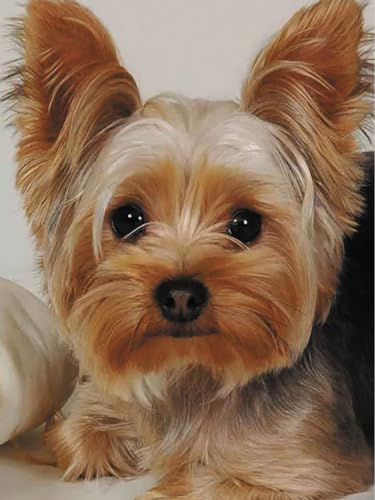 1000-teiliges Puzzle für Erwachsene, Yorkshire Terrier, für Wandkunst, Heimdekoration, 52 x 38 cm 1000-teiliges Puzzle für Erwachsene, Yorkshire Terrier, für Wandkunst, Heimdekoration, 52 x 38 cm von LQKADBCXT