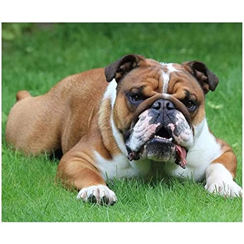 1000-teiliges Puzzle für Erwachsene mit englischer Bulldogge, Bilddekoration, Geschenk, 50 x 70 cm 1000-teiliges Puzzle für Erwachsene mit englischer Bulldogge, Bilddekoration, Geschenk, 50 x 70 cm von LQKADBCXT