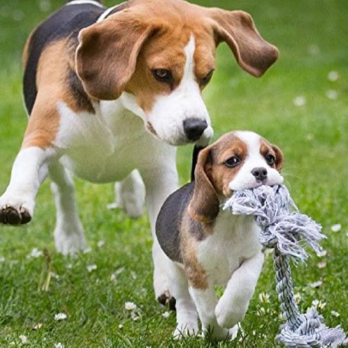 2000-teiliges Papierpuzzle Beagle, geeignet für Wandkunst, Heimdekoration, 70 x 100 cm von LQKADBCXT