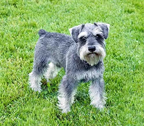 2000-teiliges Papierpuzzle Mini-Schnauzer, Wandkunst, Heimdekoration, 70 x 100 cm von LQKADBCXT