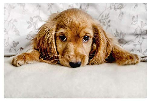 2000-teiliges Puzzle für Erwachsene, geeignet für süße Welpen mit Cocker Spaniel-Muster, Stoff, Handarbeit, Basteln, Dekoration, Geschenk, 70 x 100 cm 2000-teiliges Puzzle für Erwachsene, geeignet für süße Welpen mit Cocker Spaniel-Muster, Stoff, Handarbeit, Basteln, Dekoration, Geschenk, 70 x 100 cm von LQKADBCXT