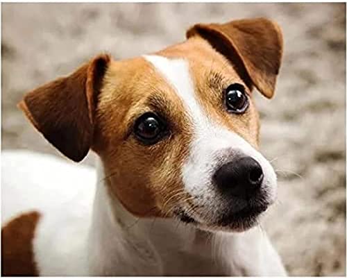 2000-teiliges Puzzle für Erwachsene mit Jack Russell Terriern, 70 x 100 cm von LQKADBCXT