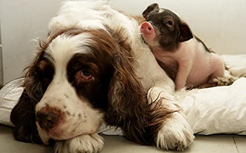 Hunde- und Schweinemuster-Puzzle, Puzzle für Erwachsene, Papierpuzzle, 1000-teiliges Puzzle für Erwachsene, 26 x 38 cm Hunde- und Schweinemuster-Puzzle, Puzzle für Erwachsene, Papierpuzzle, 1000-teiliges Puzzle für Erwachsene, 26 x 38 cm von LQKADBCXT