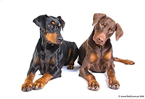 Klassisches 1000-teiliges Dobermann-Puzzle, Haustierhund, Malerei, Kunsthandwerk, geeignet für die Wanddekoration zu Hause, Geschenk, Dekoration, Geschenk, 50 x 70 cm Klassisches 1000-teiliges Dobermann-Puzzle, Haustierhund, Malerei, Kunsthandwerk, geeignet für die Wanddekoration zu Hause, Geschenk, Dekoration, Geschenk, 50 x 70 cm von LQKADBCXT