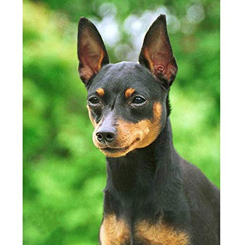 Klassisches 1000-teiliges Puzzle, Tier-Miniatur-Dobermann, Heimdekoration, Geschenk, 50 x 70 cm Klassisches 1000-teiliges Puzzle, Tier-Miniatur-Dobermann, Heimdekoration, Geschenk, 50 x 70 cm von LQKADBCXT