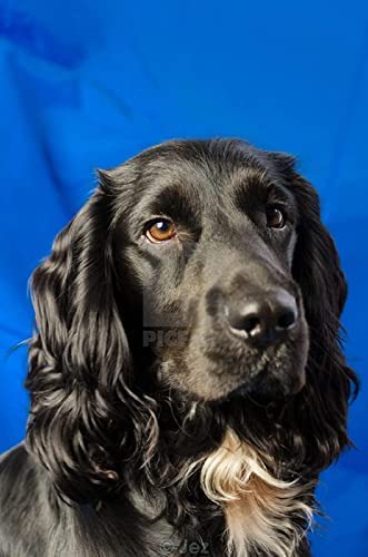 Klassisches 1000-teiliges Puzzle „Cocker Spaniel“, Wandkunst, Heimdekoration, Geschenk, 38 x 26 cm von LQKADBCXT